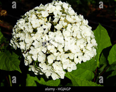 L'Hydrangea arborescens 'Annabelle' (smooth hydrangea, hortensia, sevenbark sauvages) Banque D'Images