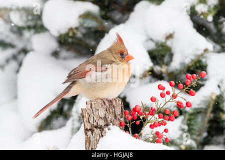 Cardinal rouge Banque D'Images