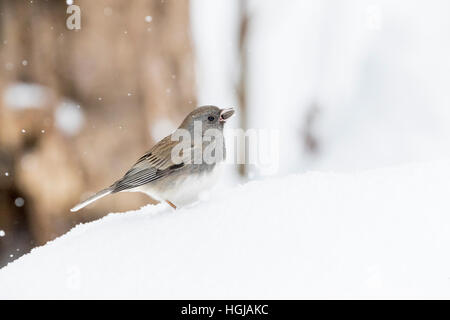Junco ardoisé Banque D'Images