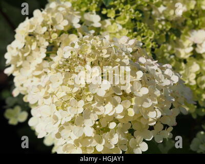 Hydrangea paniculata 'Bobo' - panicule hydrangea flower closeup Banque D'Images