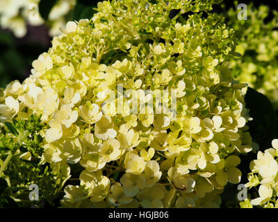 Hydrangea paniculata 'Bobo' - panicule hydrangea flower closeup Banque D'Images