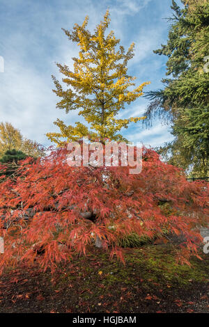 Couleurs d'automne tourner sur un grand arbre avec des feuilles jaunes et un petit arbre avec des feuilles d'oranger. L'emplacement est Seatac, Washington. Banque D'Images