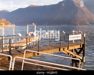 Lugano, Suisse : goélands en appui sur le bord de la jetée du lac de Lugano Banque D'Images