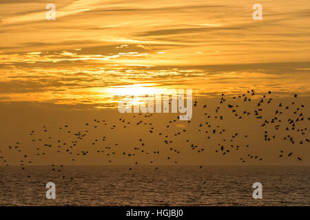 Les volées d'étourneaux au piège sur le front de mer de Brighton au coucher du soleil. Banque D'Images