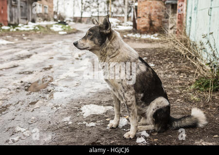 Chien errant solitaire assis sur une rue sale à la fin de l'automne saison Banque D'Images