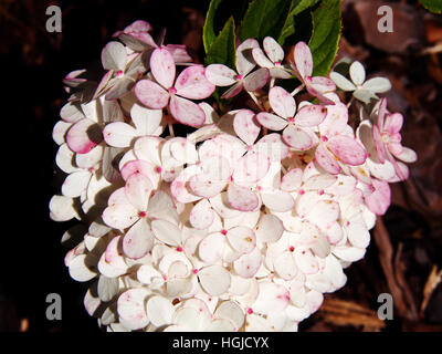 Close up of Hydrangea paniculata 'Renhy' 'Vanille Fraise' - panicule hydrangea Banque D'Images