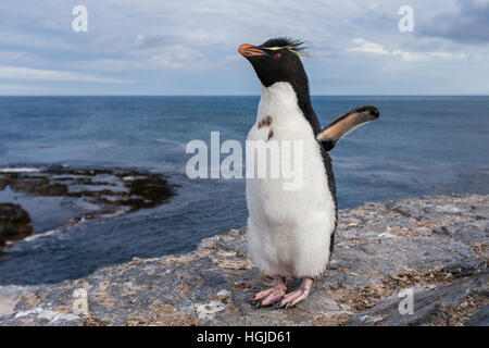 Rockhopper Penguin sur l'île plus sombre dans les Malouines Banque D'Images