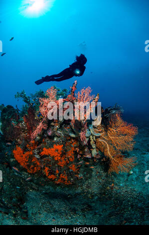 Grand angle coral reef view avec diver, Bali, Indonésie Banque D'Images