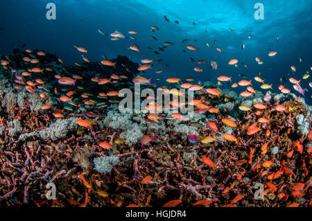 Grand angle de vue des récifs coralliens, Bali, Indonésie Banque D'Images