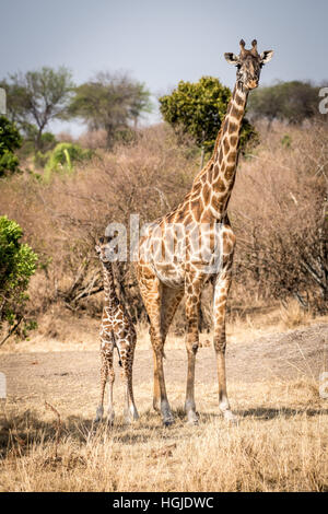 Les Masais Girafe (Giraffa camelopardalis tippelskirchi) et les jeunes Banque D'Images