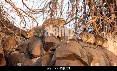 (Procavia capensis Rock Hyrax) Banque D'Images