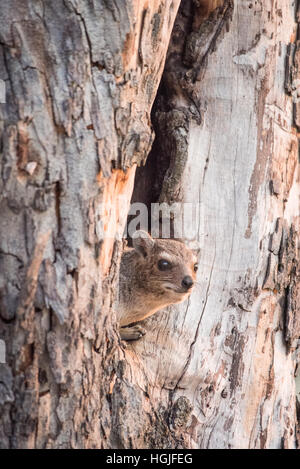 Hyrax arbre (Dendrohyrax) Banque D'Images