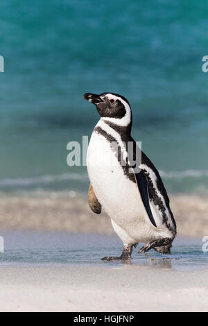 Magellanic Penguin sur l'île plus sombre dans les Malouines Banque D'Images