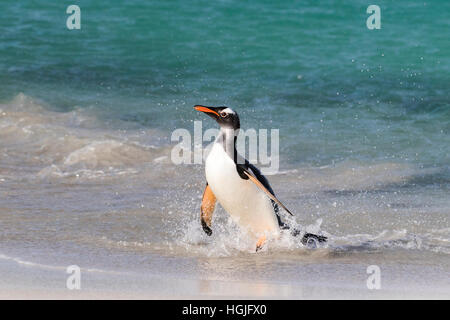 Gentoo pingouin débarquer sur l'île plus sombre dans les Malouines Banque D'Images