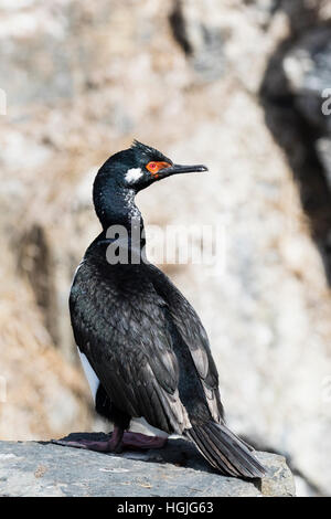 Shag cormoran ou rock plus sombre sur l'île dans les Malouines Banque D'Images