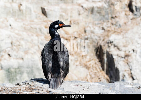 Shag cormoran ou rock plus sombre sur l'île dans les Malouines Banque D'Images