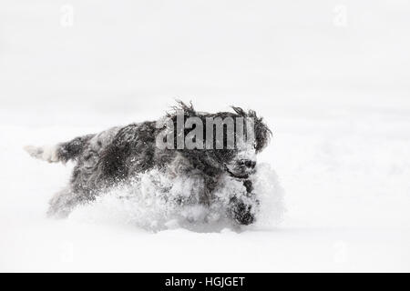 Cocker Anglais mignon chien jouant et ébats dans les feuilles fraîchement tombées de neige pelucheuse et poussiéreux Banque D'Images
