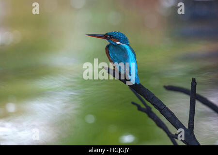 Rivière, commune eurasiennes ou kingfisher (Alcedo atthis) sitting on branche dans la forêt de mangrove, affluent, Bentota, Bentota Ganga Banque D'Images