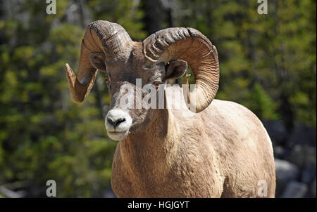 Bighorn (Ovis canadensis), Banff National Park, Alberta, Canada Banque D'Images