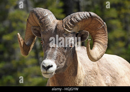 Bighorn (Ovis canadensis), Banff National Park, Alberta, Canada Banque D'Images