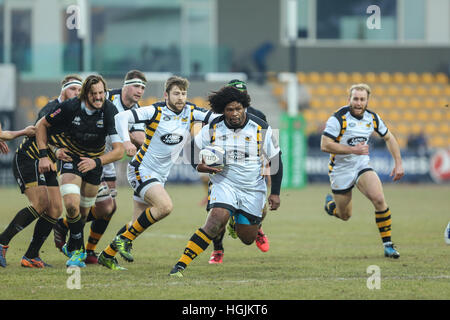 Parme, Italie. 22 janvier, 2017. London Wasps' flanker Ashley Johnson porte la balle contre Zèbre en Champions d'incident enregistrées © Massimiliano Carnabuci/Alamy news Banque D'Images