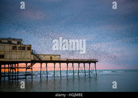 Pays de Galles Aberystwyth UK. 22 janvier, 2017. Météo France : Starling Murmurations à Aberystwyth - comme les faibles Janvier coucher du soleil a du mal à percer le ciel gris, des milliers de petits étourneaux reviennent de leurs aires d'alimentation de jour pour se percher la nuit pour la sécurité et la chaleur sur la forêt de pieds en dessous de la ville, station balnéaire victorienne sur la jetée de la côte du Pays de Galles de l'ouest de la Baie de Cardigan, UK Crédit : Keith morris/Alamy Live News Banque D'Images