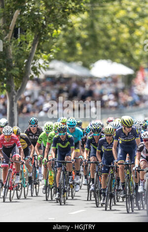 Adélaïde, Australie. 22 janvier, 2017. Riders lors de l'étape 6 du Santos Tour Down Under 2017. Credit : Ryan Fletcher/Alamy Live News Banque D'Images