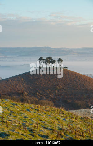 Lever du soleil à Misty Colmers Hill, près de Bridport, Dorset, UK. 23 janvier 2017. Un hiver coloré misty sunrise at Colmers Hill. © Dan Tucker/Alamy Live News Banque D'Images