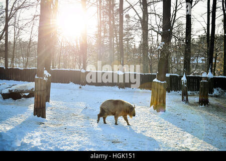 Liberec, République tchèque. 23 Jan, 2017. Golden Takin, Budorcas taxicolor bedfordi, bénéficie d'un jour de neige au zoo de Liberec, République tchèque, le 23 janvier 2017. Photo : CTK Radek Petrasek/Photo/Alamy Live News Banque D'Images