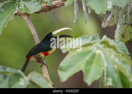 Un Black-necked Aracari chanter pendant que perché sur un arbre Cecropia en Amazonie Banque D'Images