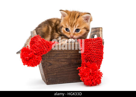 Petit Chaton British en se trouve dans une boîte en bois, isolé sur blanc Banque D'Images