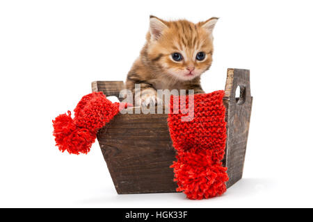 Petit Chaton British en se trouve dans une boîte en bois, isolé sur blanc Banque D'Images