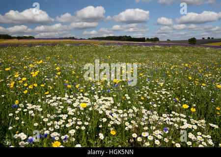 Oxeye marguerites et autres fleurs sauvages qui poussent sur les herbages, Snowshilll, Cotswolds, Gloucestershire, Angleterre, Royaume-Uni Banque D'Images