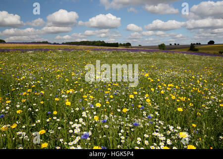 Oxeye marguerites et autres fleurs sauvages qui poussent sur les herbages, Snowshilll, Cotswolds, Gloucestershire, Angleterre, Royaume-Uni Banque D'Images