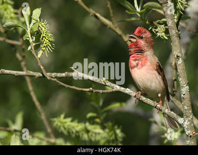 Rosefinch commun chantant d'arbre dans le bourgeonnement des feuilles Banque D'Images