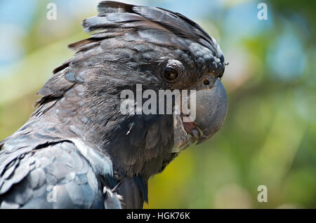 Cacatoès noir à queue rouge ou calyptorhynchus banksii profil fermer Banque D'Images