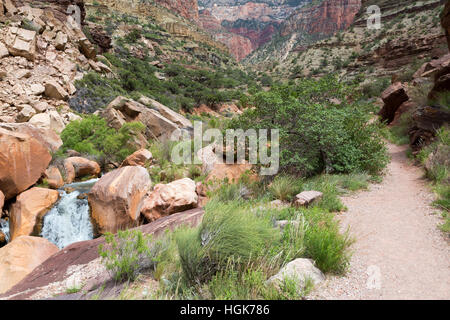 Bright Angel Creek sur une petite cascade près de la North Kaibab Trail. Le Parc National du Grand Canyon, Arizona Banque D'Images