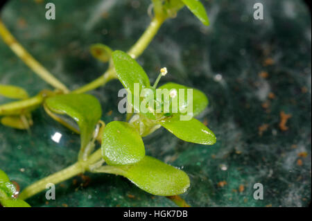 De l'eau commune-starwort Callitriche stagnalis, Banque D'Images