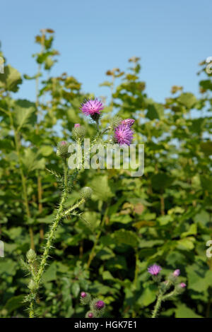 La couture trépointe Thistle Carduus crispus, Banque D'Images