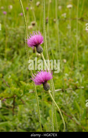 Thistle Cirsium dissectum, Meadow Banque D'Images