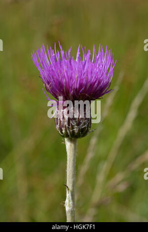 Thistle Cirsium dissectum, Meadow Banque D'Images