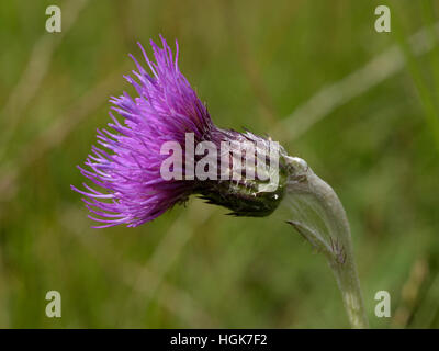 Thistle Cirsium dissectum, Meadow Banque D'Images