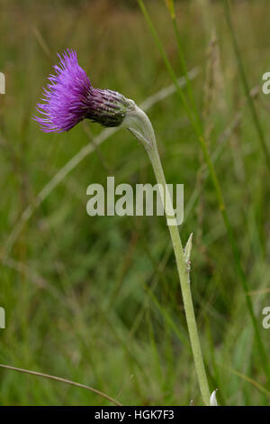 Thistle Cirsium dissectum, Meadow Banque D'Images