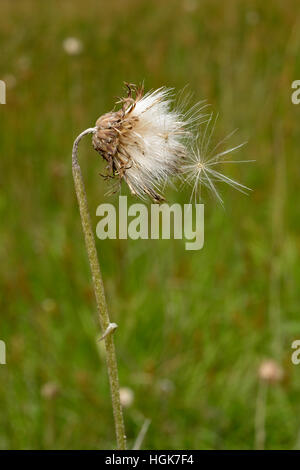 Prairie thistle Cirsium dissectum, tête de semences Banque D'Images