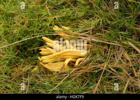 Les fusées d'or, Clavulinopsis fusiformis Banque D'Images