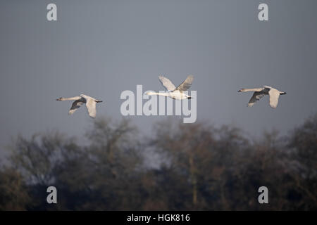 Bewicks, Swan Cygnus columbianus bewickii, trois oiseau en vol, Slimbridge, Gloucestershire, Janvier 2017 Banque D'Images