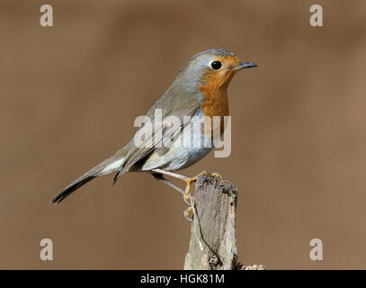 Robin, Erithacus rubecula aux abords, seul oiseau sur la branche, dans le Warwickshire, Décembre 2016 Banque D'Images