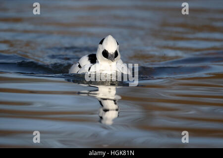 Trelk, Mergellus albellus, homme célibataire sur l'eau, Janvier 2017 Banque D'Images