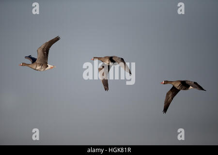 L'Oie rieuse Anser albifrons,, trois oiseaux en vol, Slimbridge, Gloucestershire, Janvier 2017 Banque D'Images