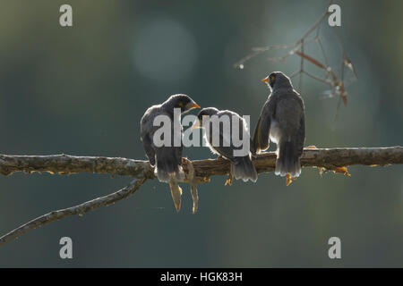 Noisy Miner - trois oisillons sur branch rétroéclairé Manorina melanocephala Gold Coast Queensland, Australie BI030543 Banque D'Images